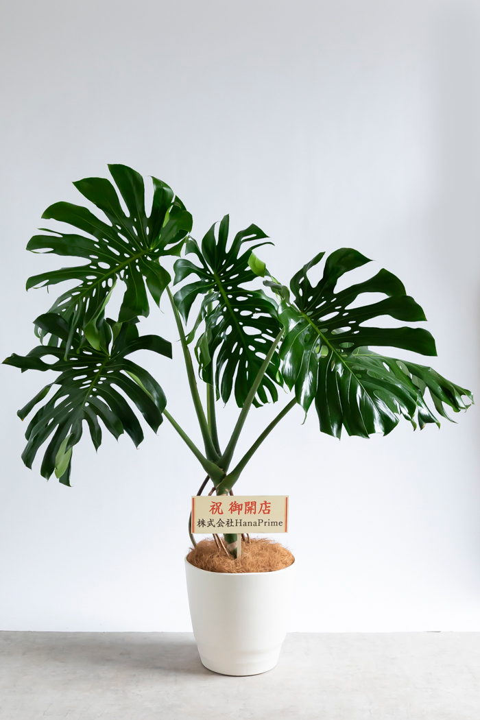 観葉植物 モンステラ 幹立ち（10号鉢）