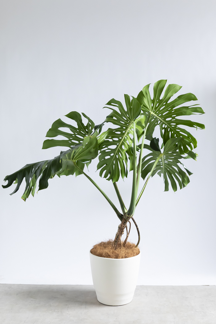 観葉植物 モンステラ 幹立ち（10号鉢）の写真3枚目