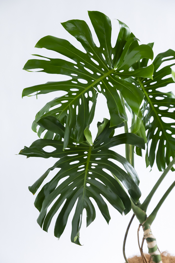 観葉植物 モンステラ 幹立ち（10号鉢）の写真4枚目