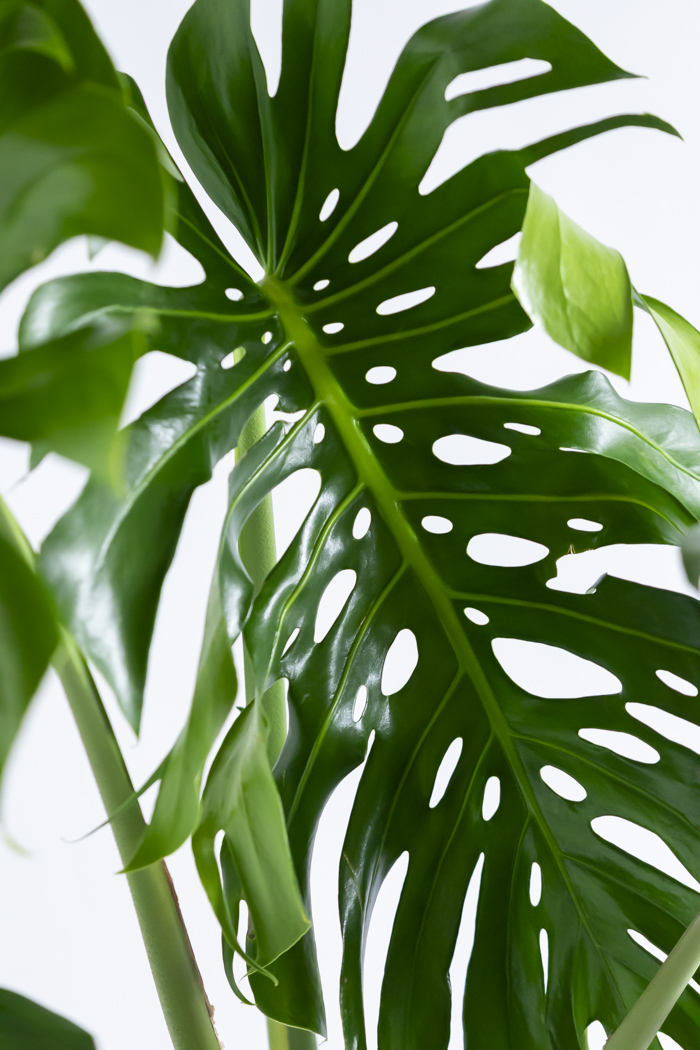 観葉植物 モンステラ 幹立ち（10号鉢）の写真5枚目