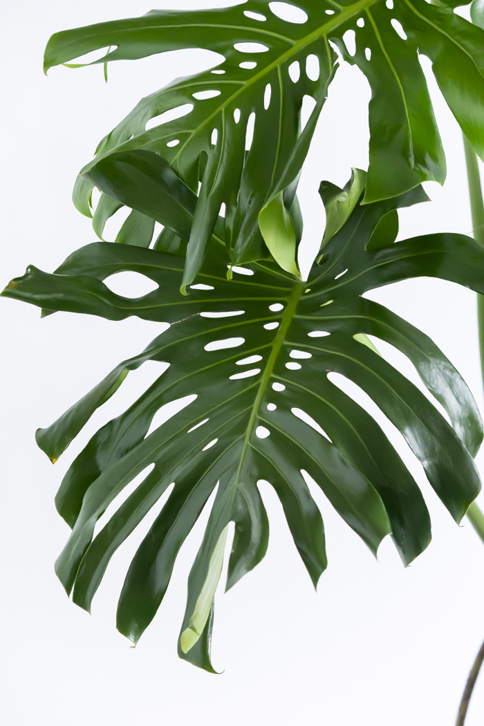 観葉植物 モンステラ 幹立ち（10号鉢）の写真7枚目