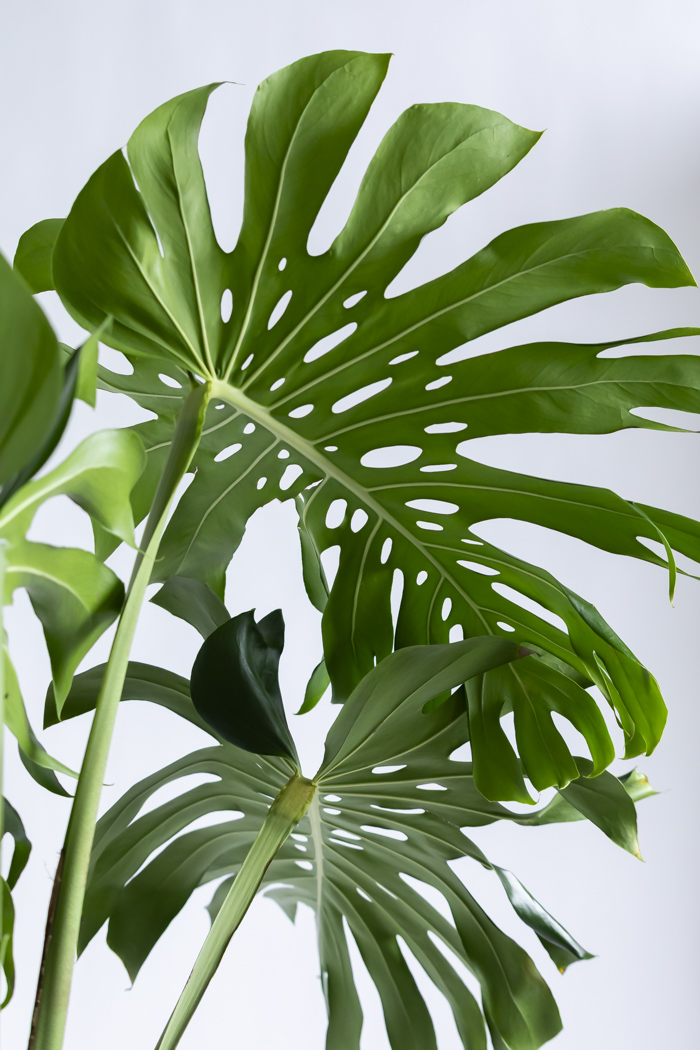 観葉植物 モンステラ 幹立ち（10号鉢）の写真9枚目