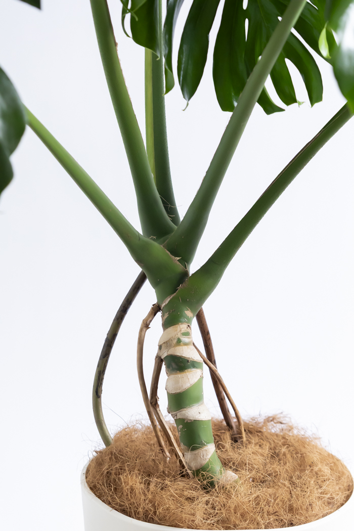 観葉植物 モンステラ 幹立ち（10号鉢）の写真10枚目