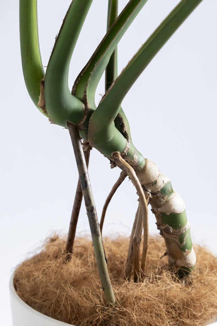 観葉植物 モンステラ 幹立ち（10号鉢）の写真11枚目