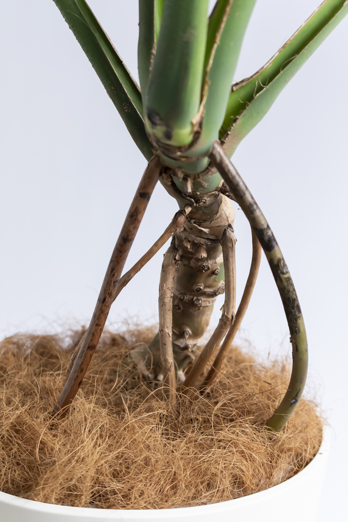 観葉植物 モンステラ 幹立ち（10号鉢）の写真12枚目
