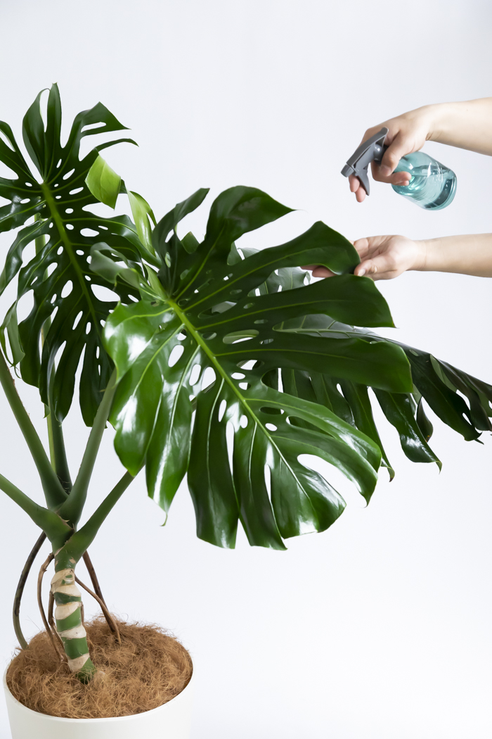 観葉植物 モンステラ 幹立ち（10号鉢）の写真14枚目