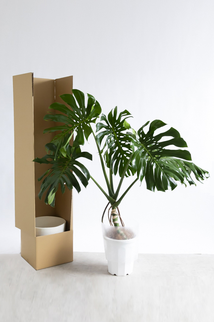 観葉植物 モンステラ 幹立ち（10号鉢）の写真15枚目