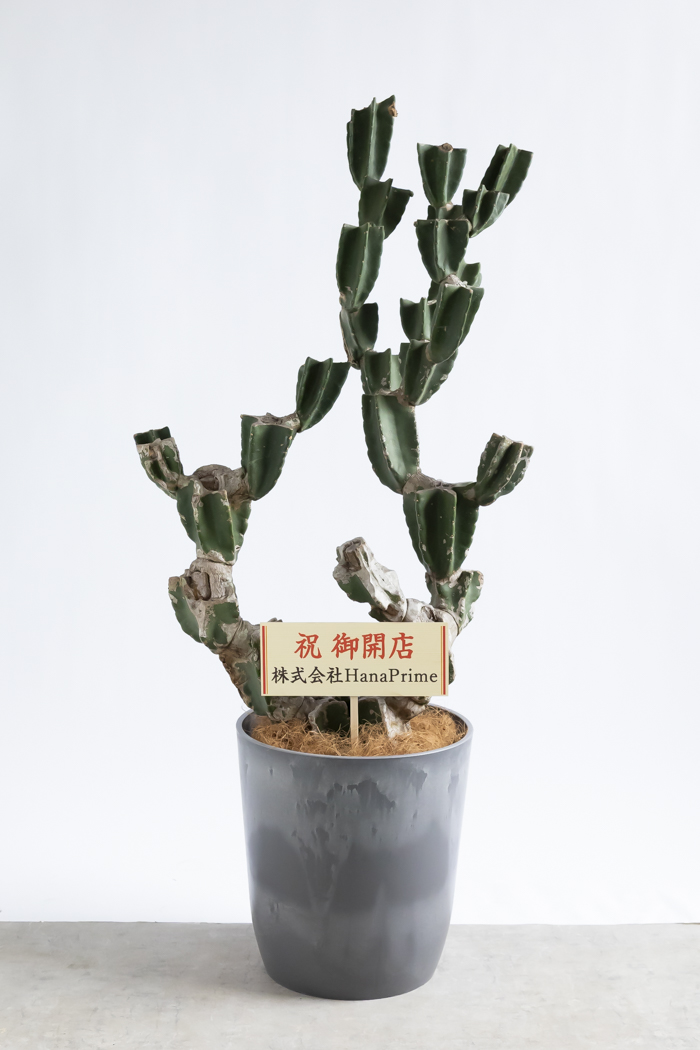 観葉植物 柱サボテン ブランチ 一点もの（10号鉢）