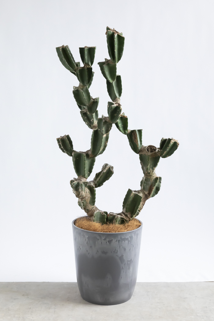 柱サボテン　ブランチ　10号鉢つき　3株植え❗激シブ❗ 観葉植物 柱サボテン ブランチ 一点もの（10号鉢）｜HanaPrime（ハナ