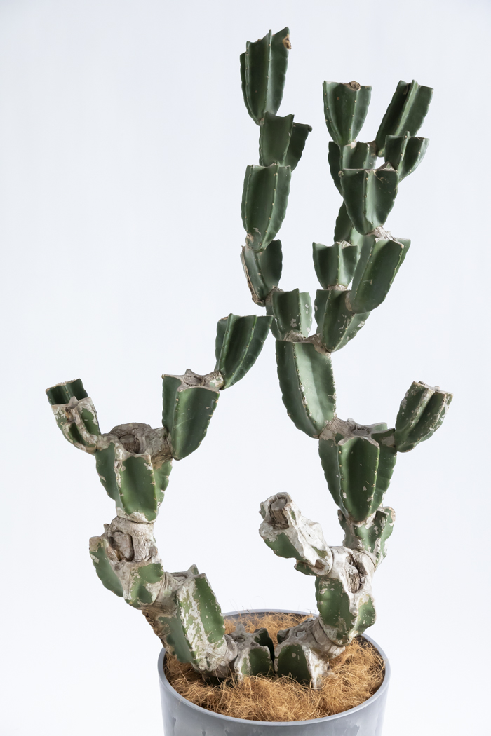 観葉植物 柱サボテン ブランチ 一点もの（10号鉢）の写真4枚目