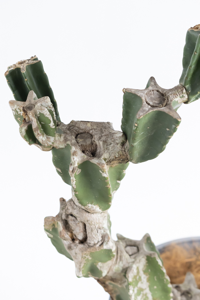 観葉植物 柱サボテン ブランチ 一点もの（10号鉢）の写真6枚目