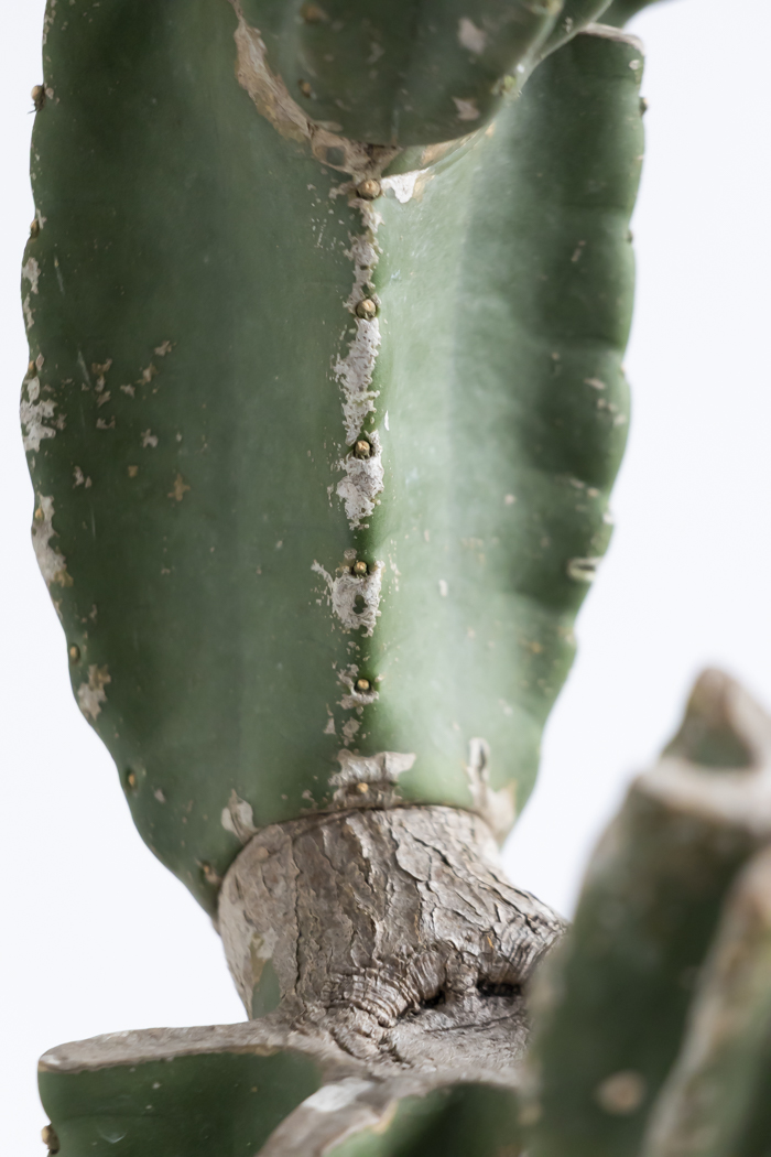 観葉植物 柱サボテン ブランチ 一点もの（10号鉢）の写真11枚目