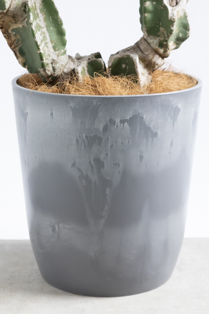 観葉植物 柱サボテン ブランチ 一点もの（10号鉢）｜HanaPrime（ハナ
