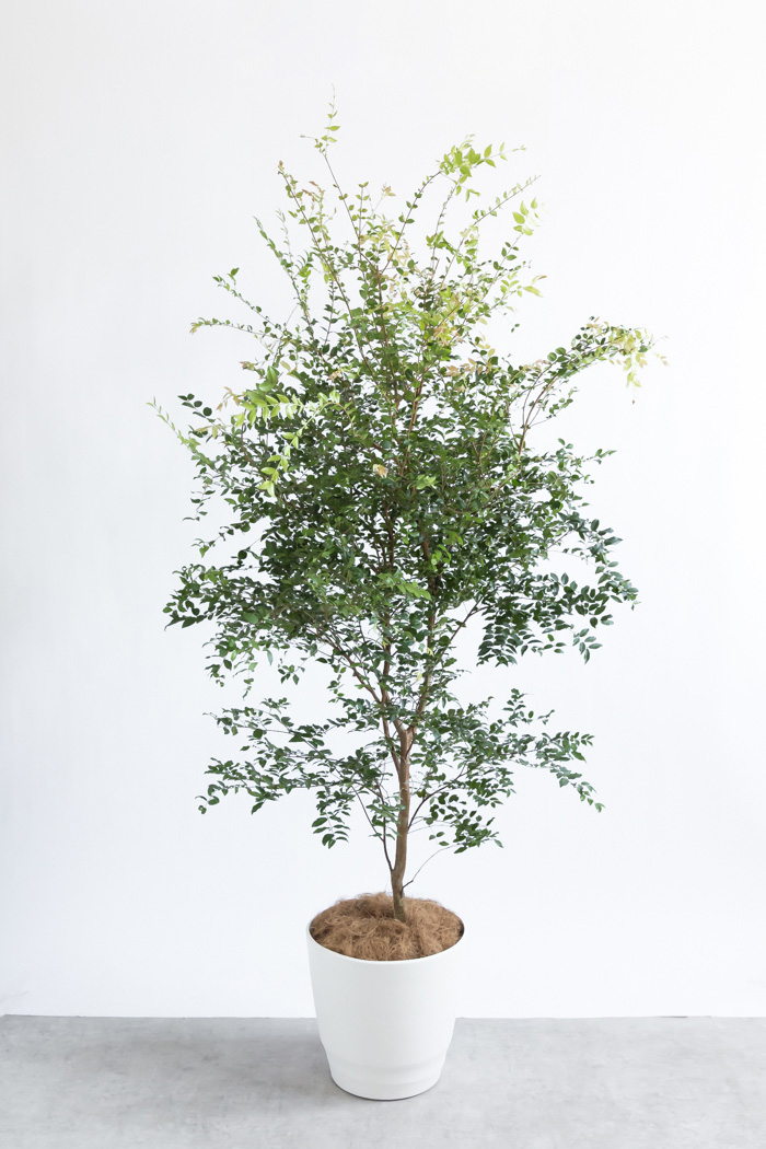 観葉植物 ジャボチカバ（10号鉢）