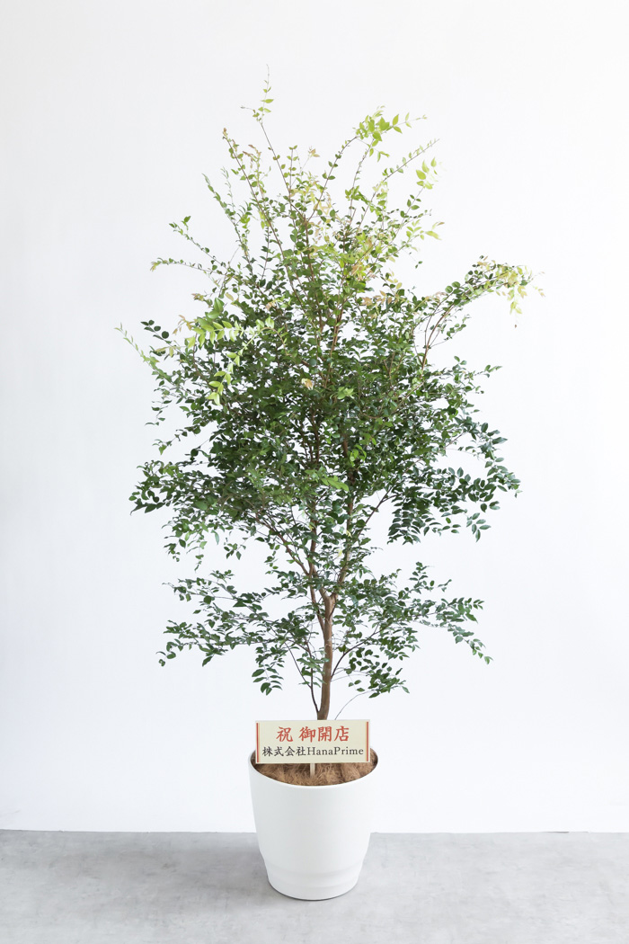 観葉植物 ジャボチカバ（10号鉢）