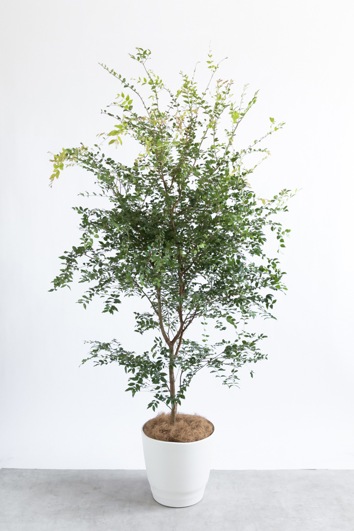 観葉植物 ジャボチカバ（10号鉢）の写真3枚目