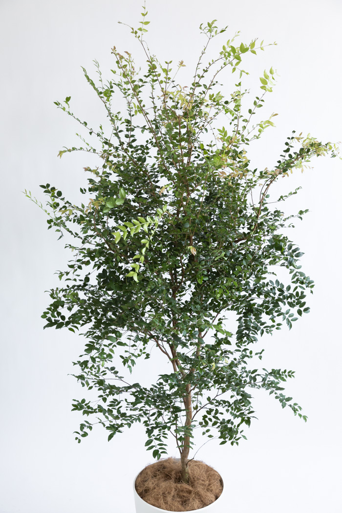 観葉植物 ジャボチカバ（10号鉢）｜HanaPrime（ハナプライム）