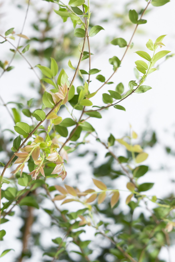 観葉植物 ジャボチカバ（10号鉢）の写真8枚目