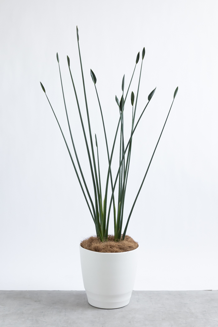観葉植物 ストレチア ノンリーフ（10号鉢）