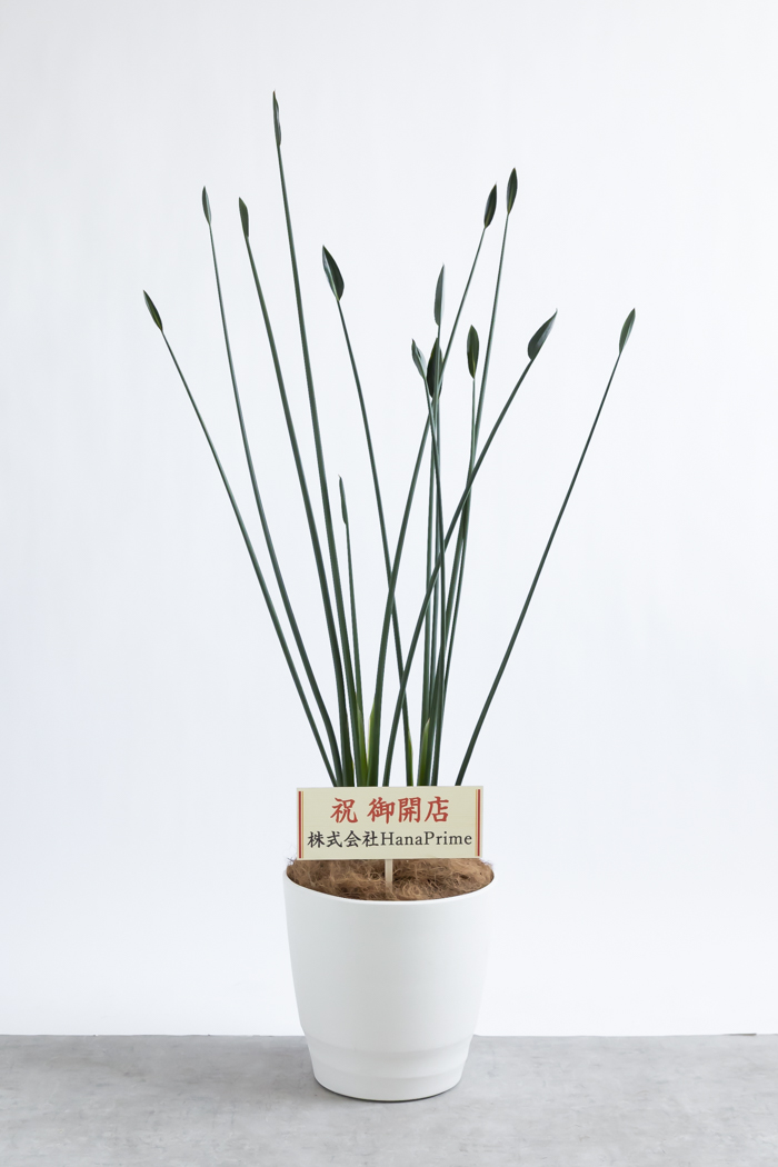 観葉植物 ストレチア ノンリーフ（10号鉢）