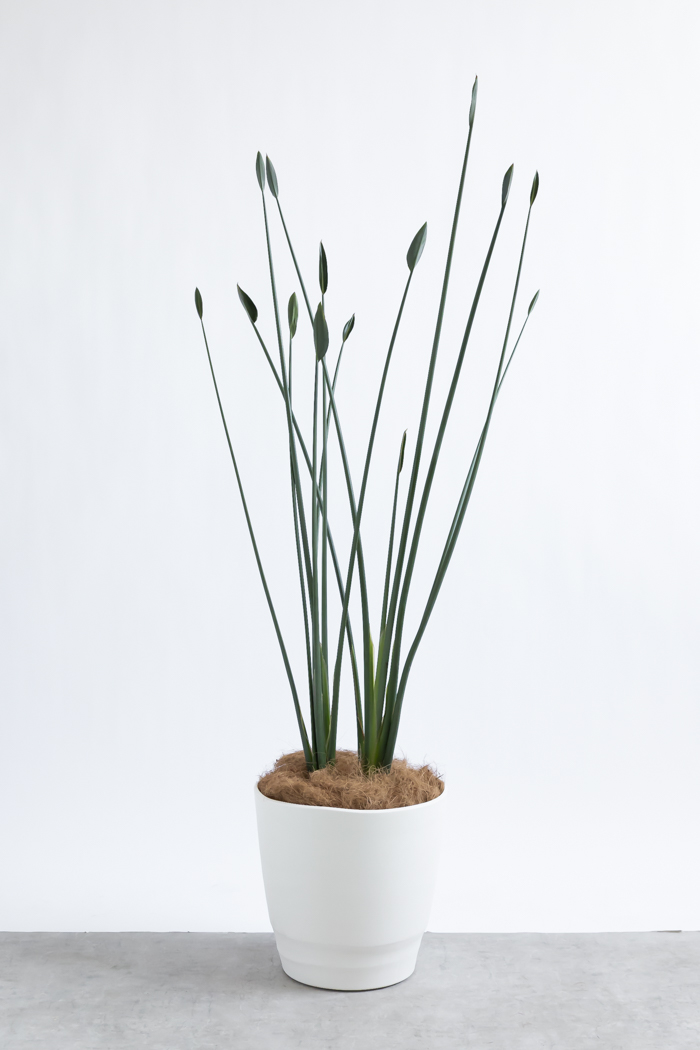 観葉植物 ストレチア ノンリーフ（10号鉢）の写真3枚目