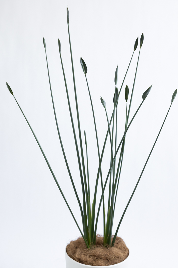 観葉植物 ストレチア ノンリーフ（10号鉢）の写真4枚目