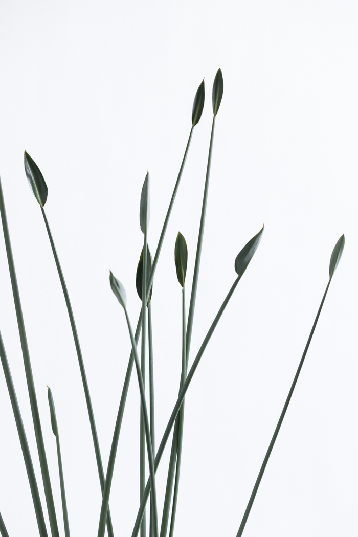 観葉植物 ストレチア ノンリーフ（10号鉢）｜HanaPrime（ハナプライム）