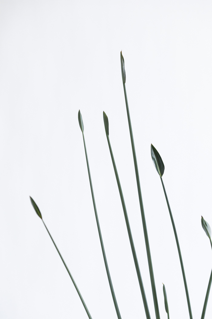観葉植物 ストレチア ノンリーフ（10号鉢）の写真6枚目