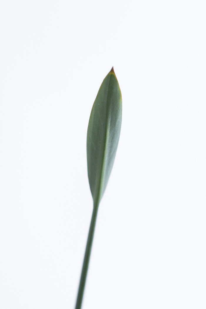 観葉植物 ストレチア ノンリーフ（10号鉢）の写真8枚目