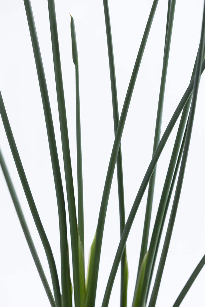 観葉植物 ストレチア ノンリーフ（10号鉢）｜HanaPrime（ハナプライム）