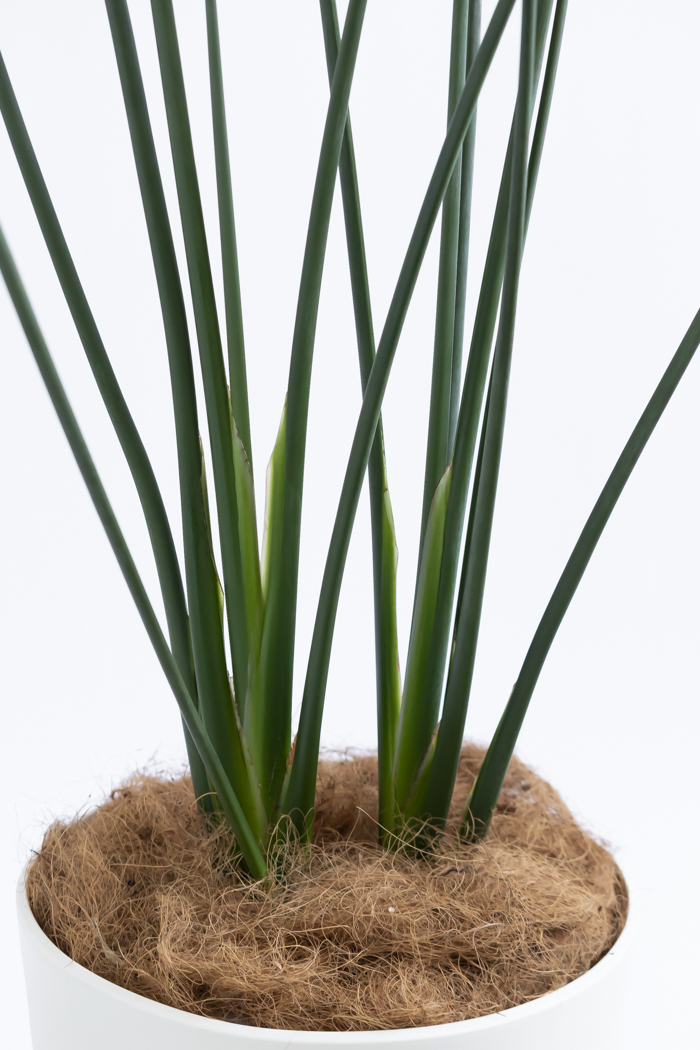 観葉植物 ストレチア ノンリーフ（10号鉢）｜HanaPrime（ハナプライム）