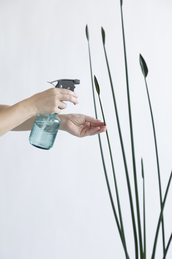 観葉植物 ストレチア ノンリーフ（10号鉢）の写真12枚目