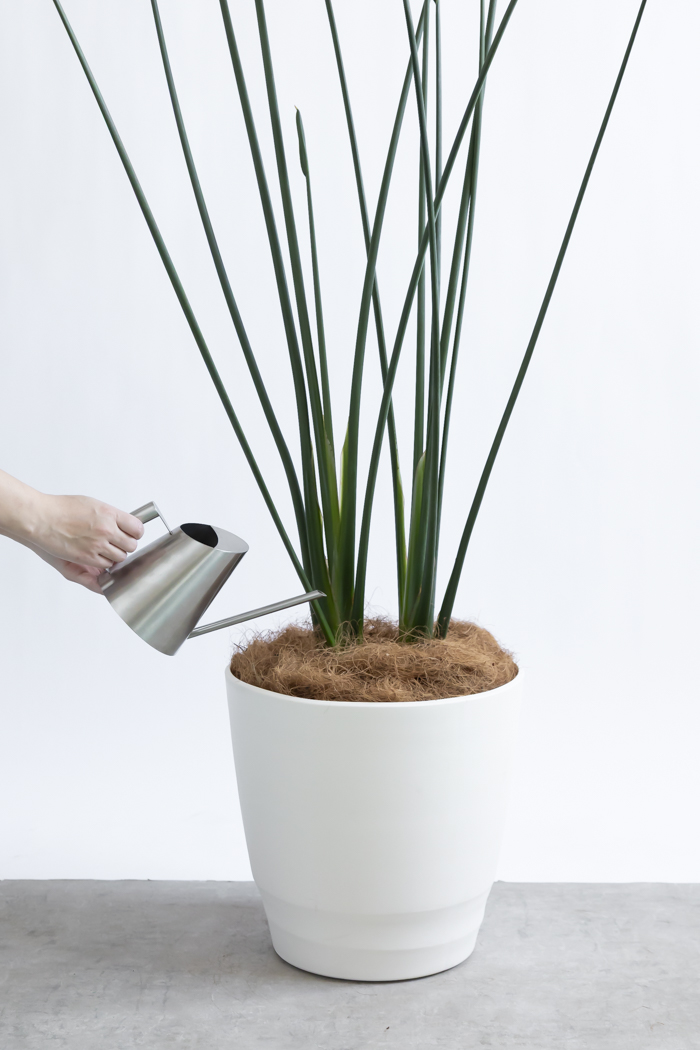 観葉植物 ストレチア ノンリーフ（10号鉢）｜HanaPrime（ハナプライム）