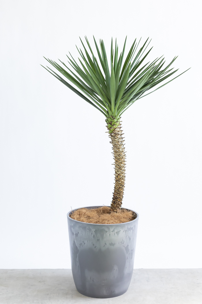 観葉植物 ユッカ アロイフォリア 一点もの（10号鉢）