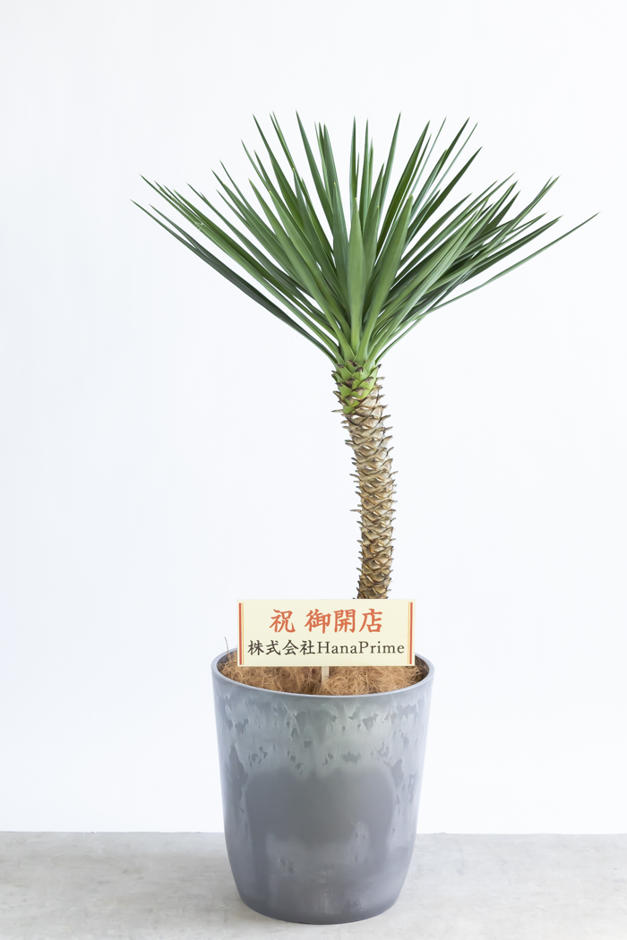 観葉植物 ユッカ アロイフォリア 一点もの（10号鉢）