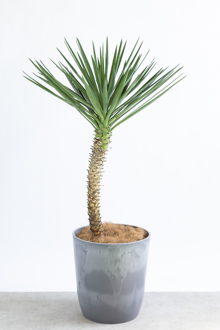 観葉植物 ユッカ アロイフォリア 一点もの（10号鉢）の写真3枚目