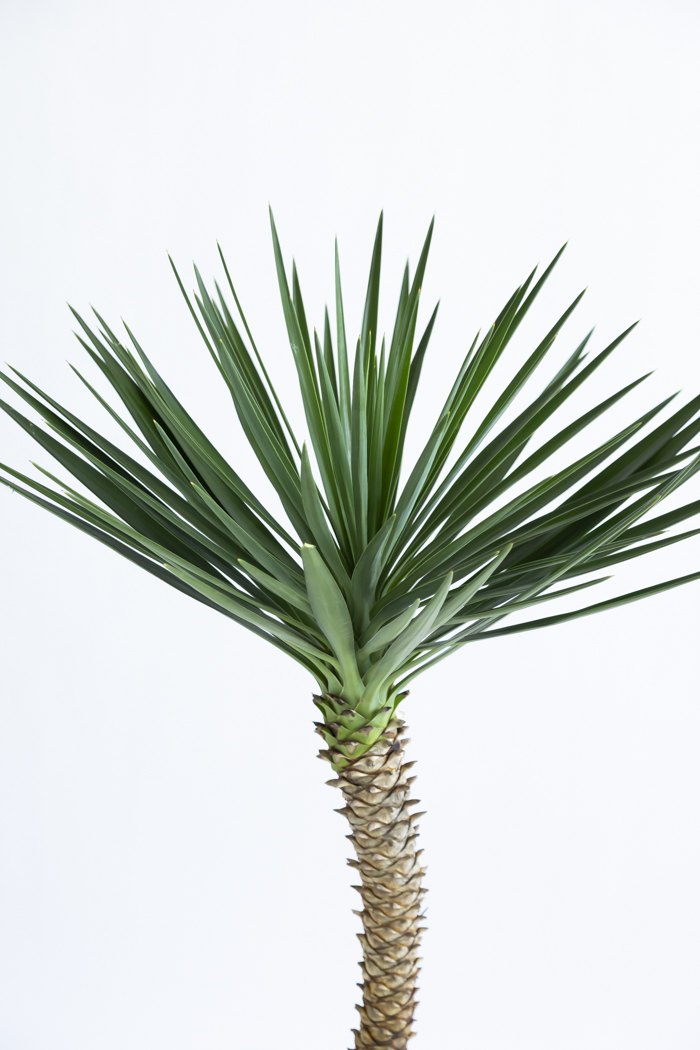 観葉植物 ユッカ アロイフォリア 一点もの（10号鉢）｜HanaPrime（ハナ