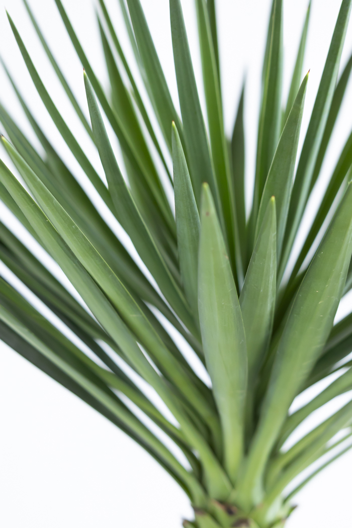 観葉植物 ユッカ アロイフォリア 一点もの（10号鉢）｜HanaPrime（ハナ