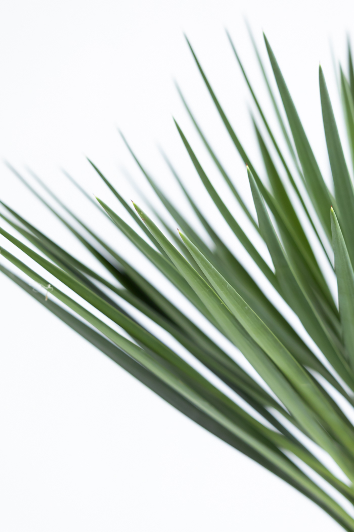 観葉植物 ユッカ アロイフォリア 一点もの（10号鉢）の写真7枚目
