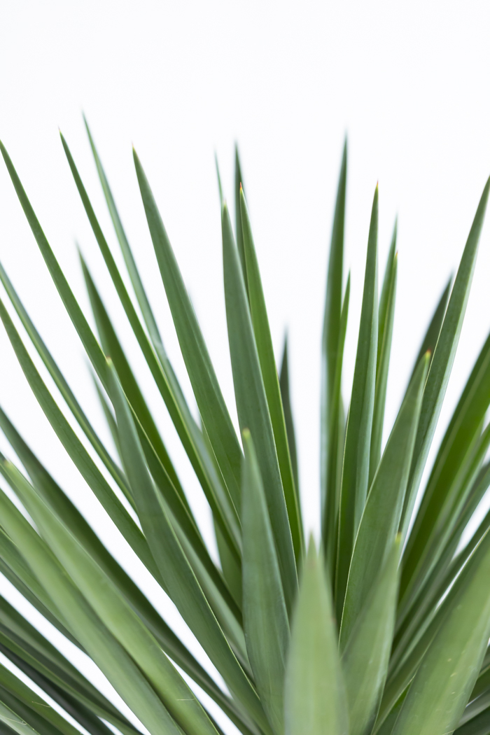 観葉植物 ユッカ アロイフォリア 一点もの（10号鉢）の写真8枚目