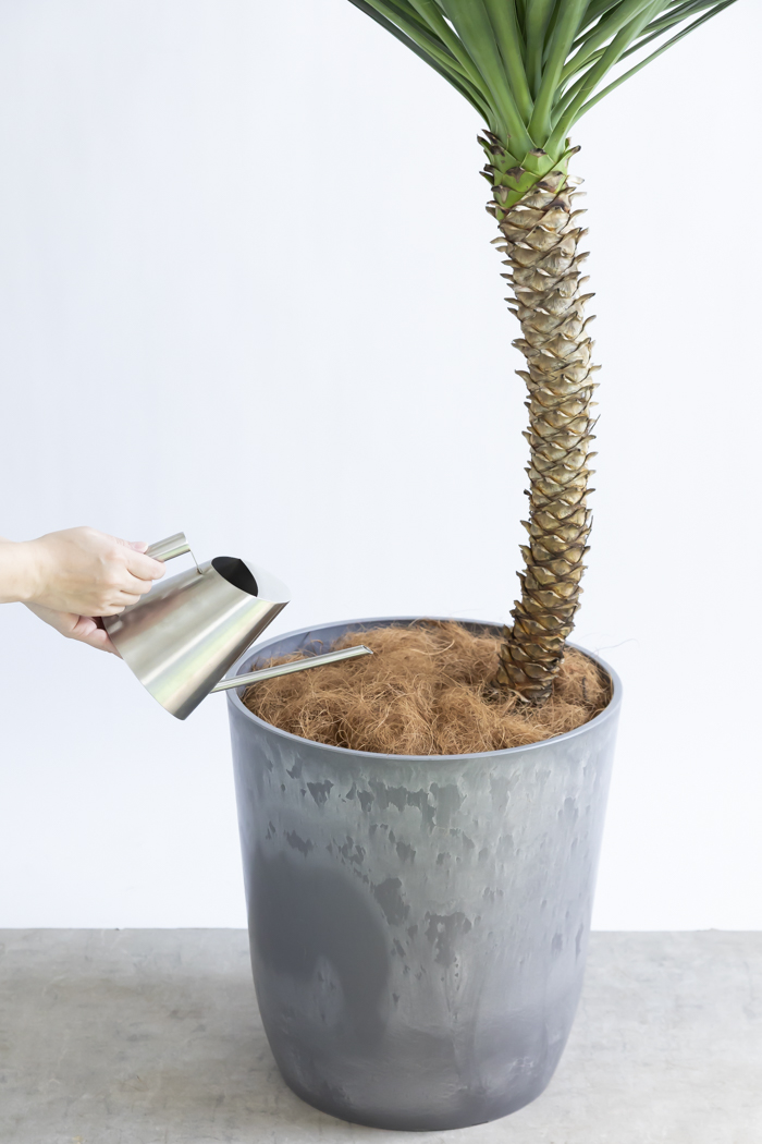 観葉植物 ユッカ アロイフォリア 一点もの（10号鉢）の写真11枚目