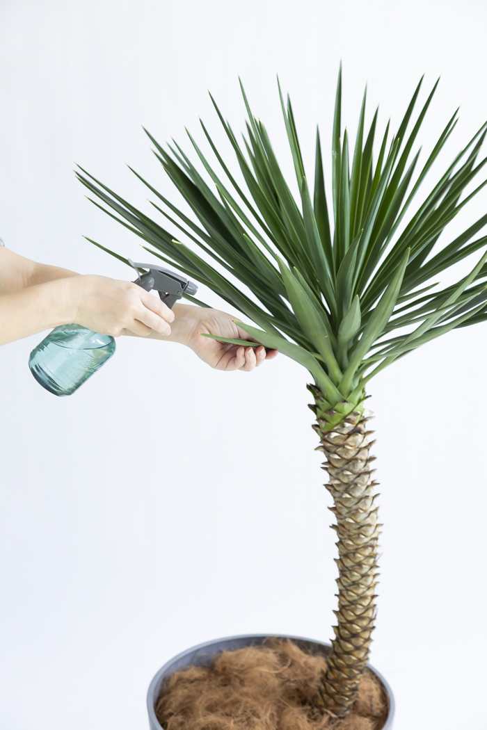 観葉植物 ユッカ アロイフォリア 一点もの（10号鉢）｜HanaPrime（ハナ