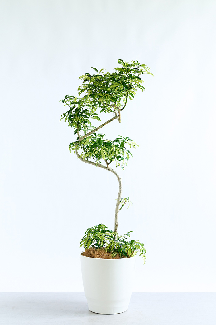 大型の観葉植物 XLサイズ（10号鉢）150cm～｜HanaPrime（ハナプライム）