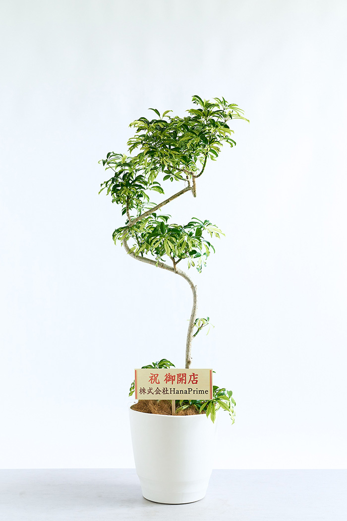 観葉植物 シェフレラ アッシュフォリア曲がり 一点もの（10号鉢）の写真2枚目