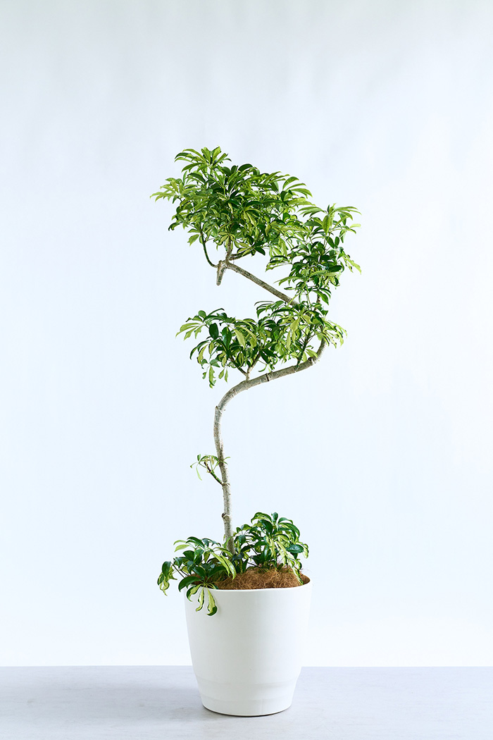観葉植物 シェフレラ アッシュフォリア曲がり 一点もの（10号鉢）の写真3枚目