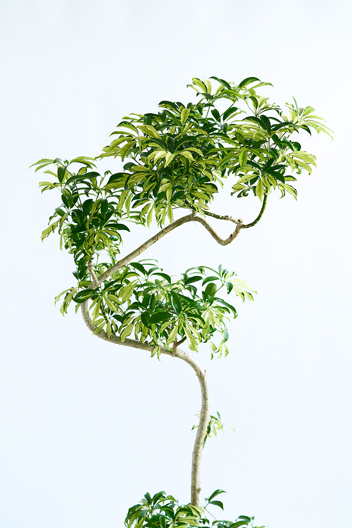 観葉植物 シェフレラ アッシュフォリア曲がり 一点もの（10号鉢）の写真4枚目