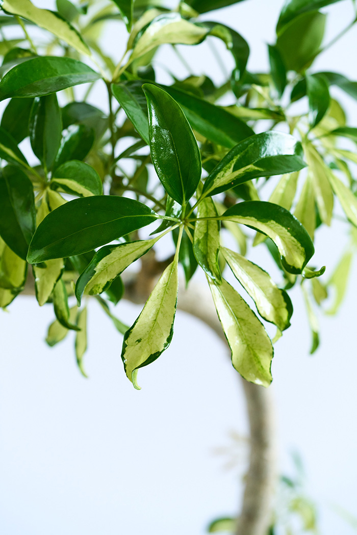 観葉植物 シェフレラ アッシュフォリア曲がり 一点もの（10号鉢）の写真5枚目