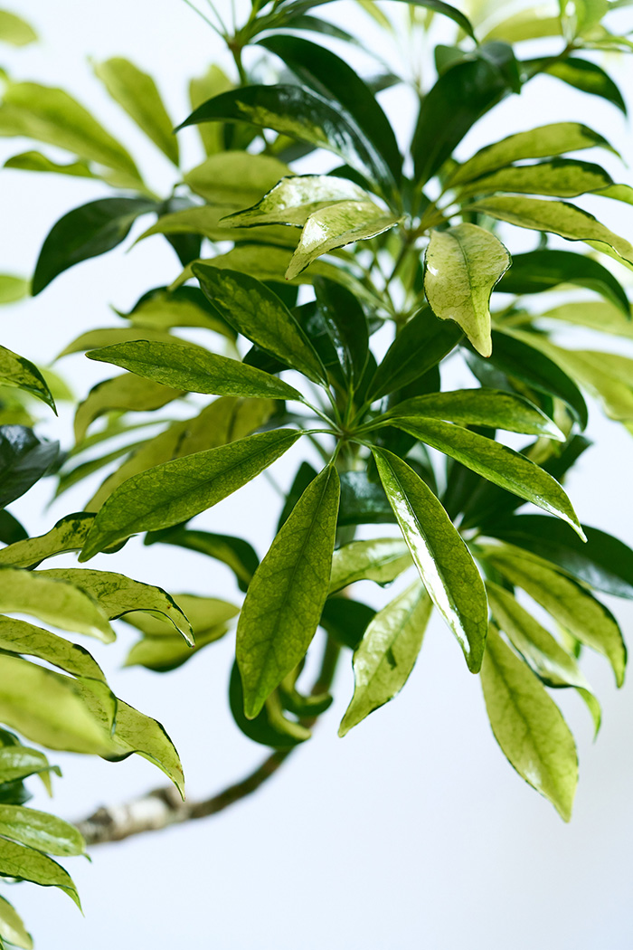 観葉植物 シェフレラ アッシュフォリア曲がり 一点もの（10号鉢）の写真6枚目