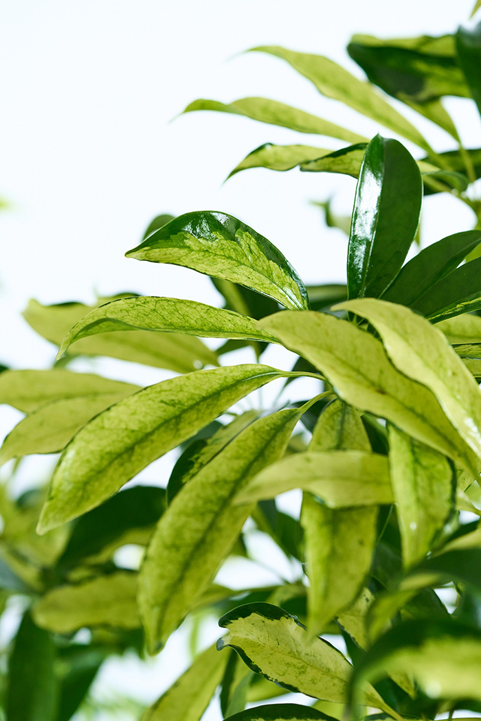 観葉植物 シェフレラ アッシュフォリア曲がり 一点もの（10号鉢）の写真7枚目