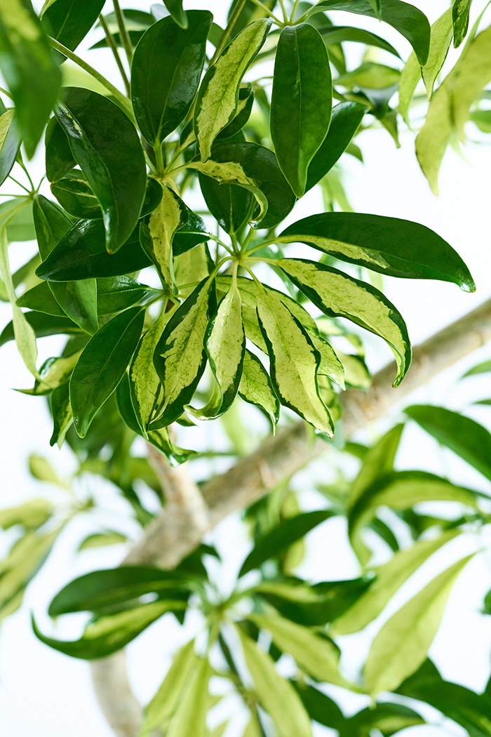 観葉植物 シェフレラ アッシュフォリア曲がり 一点もの（10号鉢）の写真8枚目